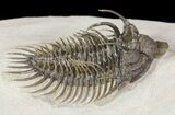 Large, Spiny Comura Trilobite - Clearance Priced #65823-2